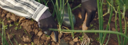 Чи треба накривати цибулю, якщо заморозки