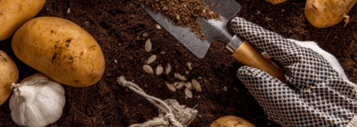 Капустянка не буде турбувати ваші овочі