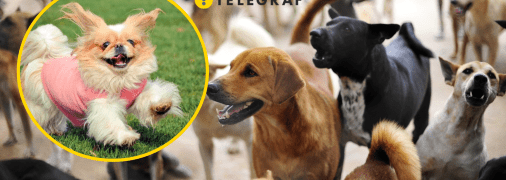 Багато собак