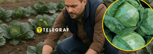 Врожай капусти