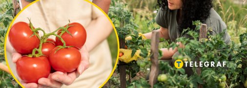 Чем подкормить помидоры в августе