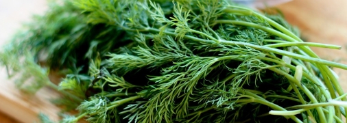 Укроп долго будет молодым и не будет идти в стрелку