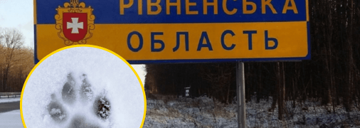 На Рівненщині помітили дикого вовка