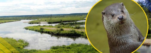 Видра річкова, ілюстративне фото