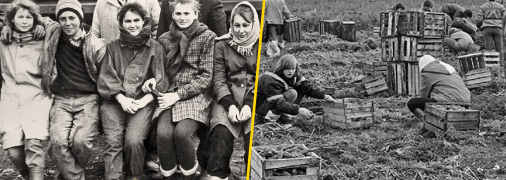 То, как дети в СССР проводили осенние каникулы, может удивить: что их заставляли делать