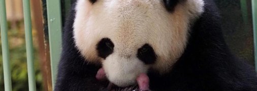 У Франції народилися панди-близнюки, які зацікавили сім'ю глави КНР