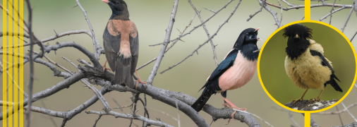 Шпак рожевий