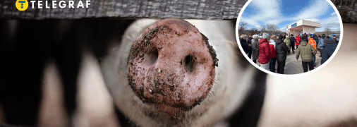 У Молдові скандал через поховання свиней із АЧС