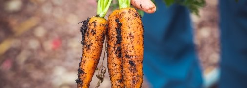 Урожай моркови