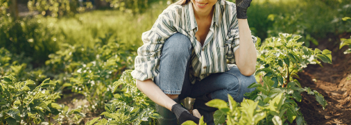 Урожайність картоплі можна підвищити простим способом