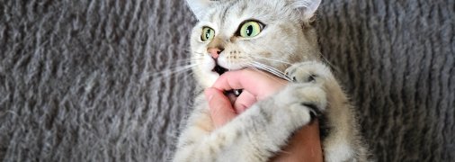 Кот внезапно кусает во время поглаживаний
