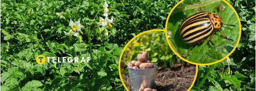 Цей шкідник здатний знищити картоплю