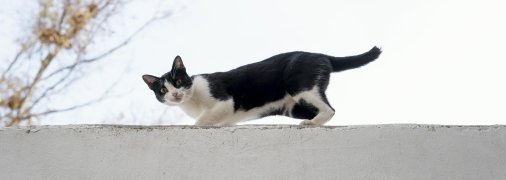 Справжні коти у людському тілі