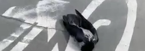 "Догхантеры и за птиц взялись": в сети бурно обсуждают мор пернатых в Киеве (видео)