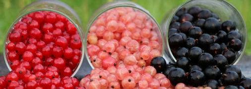 Смородина будет бурно плодить, если хорошо ее удобрить