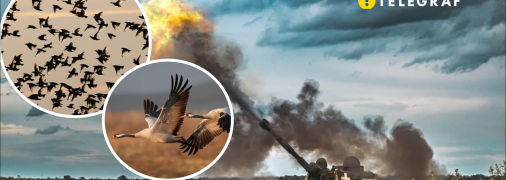 Птицы и война в Украине