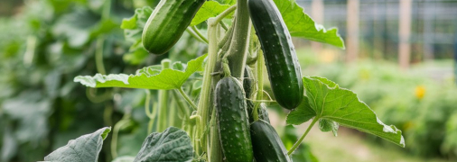 Час плодоношення огірків можна збільшити (зображення створено за допомогою ШІ)