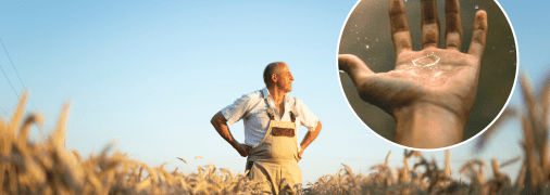 Осінні опади вплинуть на розвиток пшениці