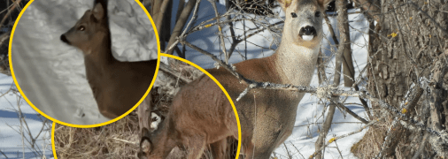 В Ровно заметили молодую косулю