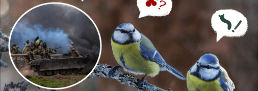 Птахи під час війни