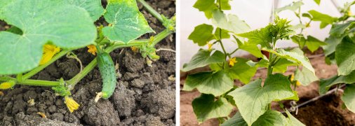 Виростити щедрий урожай огірків можна навіть за умов перепаду температур