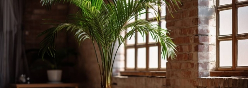 Пальма — одна з рослин, які краще не ставити в спальні
