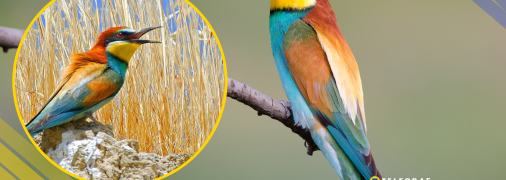 Бджолоїдка, ілюстративне фото