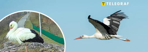 Аисты Грицько и Одарка