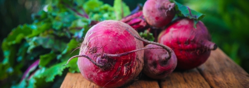 Как вырастить сладкую свеклу