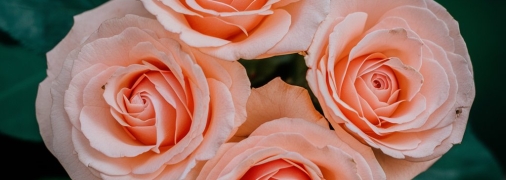 Розы следует обрезать для пышного цветения (изображение создано с помощью ИИ)