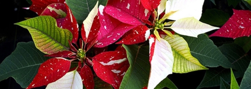 Чарівна пуансетія