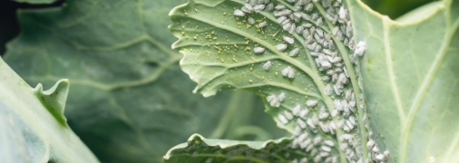 Белокрылка очень похожа на тлю