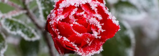 Іній на троянді