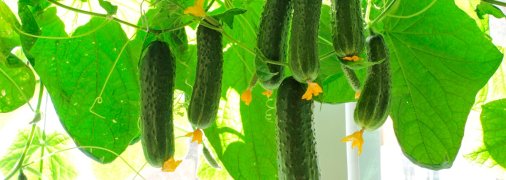 Секретний метод "оживити" кущі, які не хочуть рости