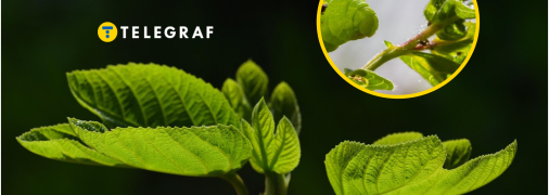 В Україні комахи знищують волоські горіхи