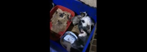 Выжило всего 26 котят из 62: в Одессе разоблачили коробочников-живодеров (видео)