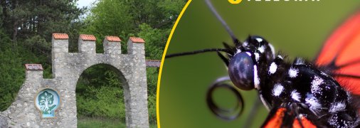 У "Медоборах" помітили гарного метелика