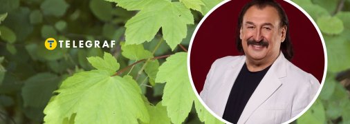 Степан Гіга вперше виконав "Яворину" у 1995 році