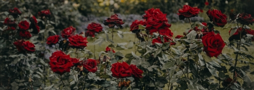 Лайфхак, как способствовать развитию и цветению роз