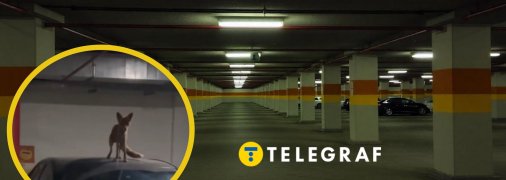 Лис на паркинге