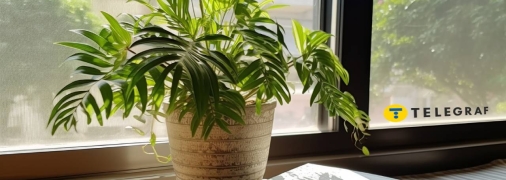 Ваш вазон комфортно почуватиметься й у тіні