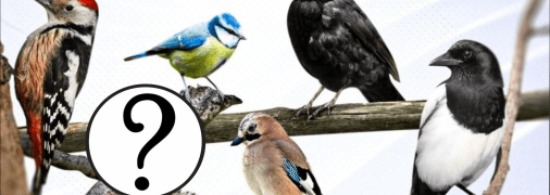 Птахи України