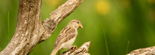 Яке церковне свято 25 серпня 2025 - День пам'яті апостола Вартоломея