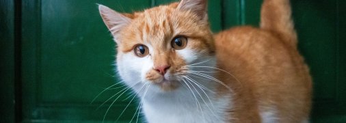 Кіт біля дверей