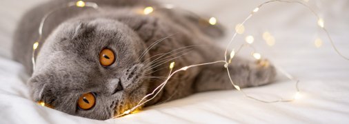 Кот играет с гирляндой