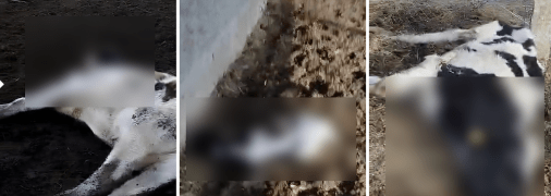 Загиблі корови