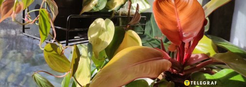 Філодендрони Міканс, Бразіл, Принц Оранж