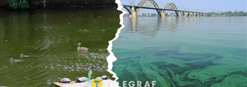 Вода превращается в «зеленую кашу»