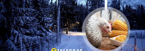 Чим не можна годувати курок у холод