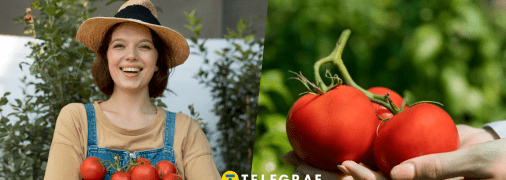 Уход за помидорами летом